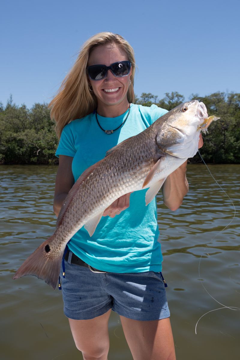 A Sarasota angler with a slot redfish, copper flanks and a clean tail spot, before release