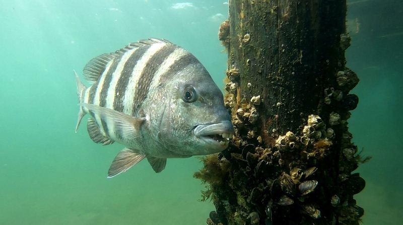 A sheepshead alongside a barnacle- and oyster-crusted piling in green water