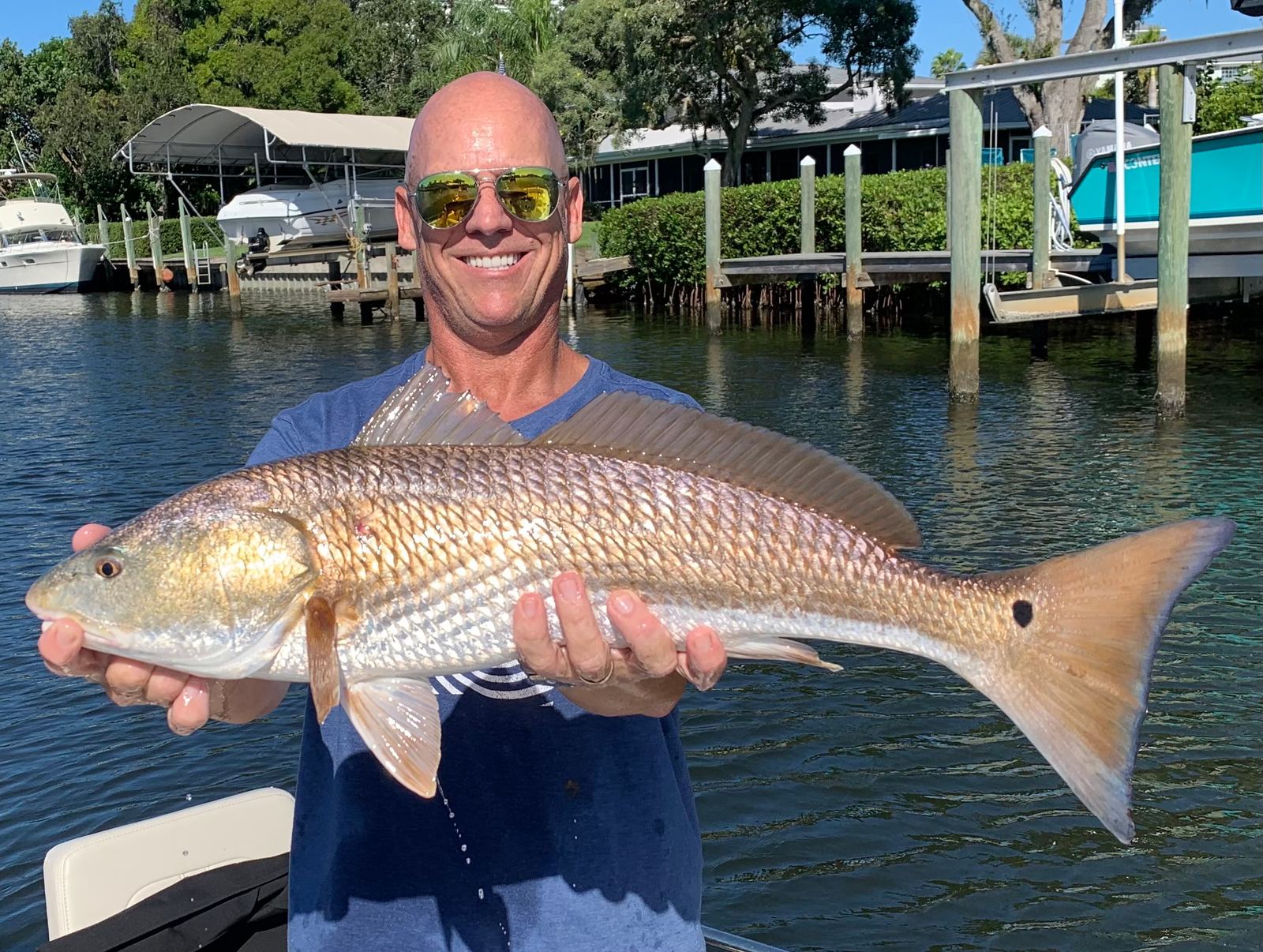 An angler holding a heavy over-slot redfish boatside on a Sarasota dock