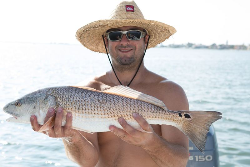 Slot redfish, a bread-and-butter popping cork catch on Sarasota grass flats