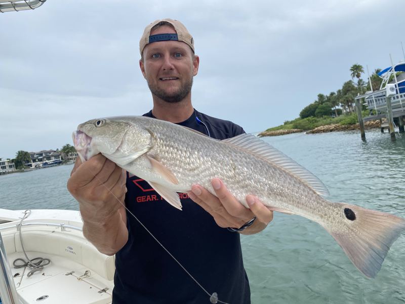 A redfish caught along the Anna Maria Island shoreline