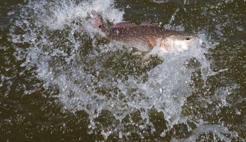 Redfish caught fly fishing the Sarasota Bay grass flats