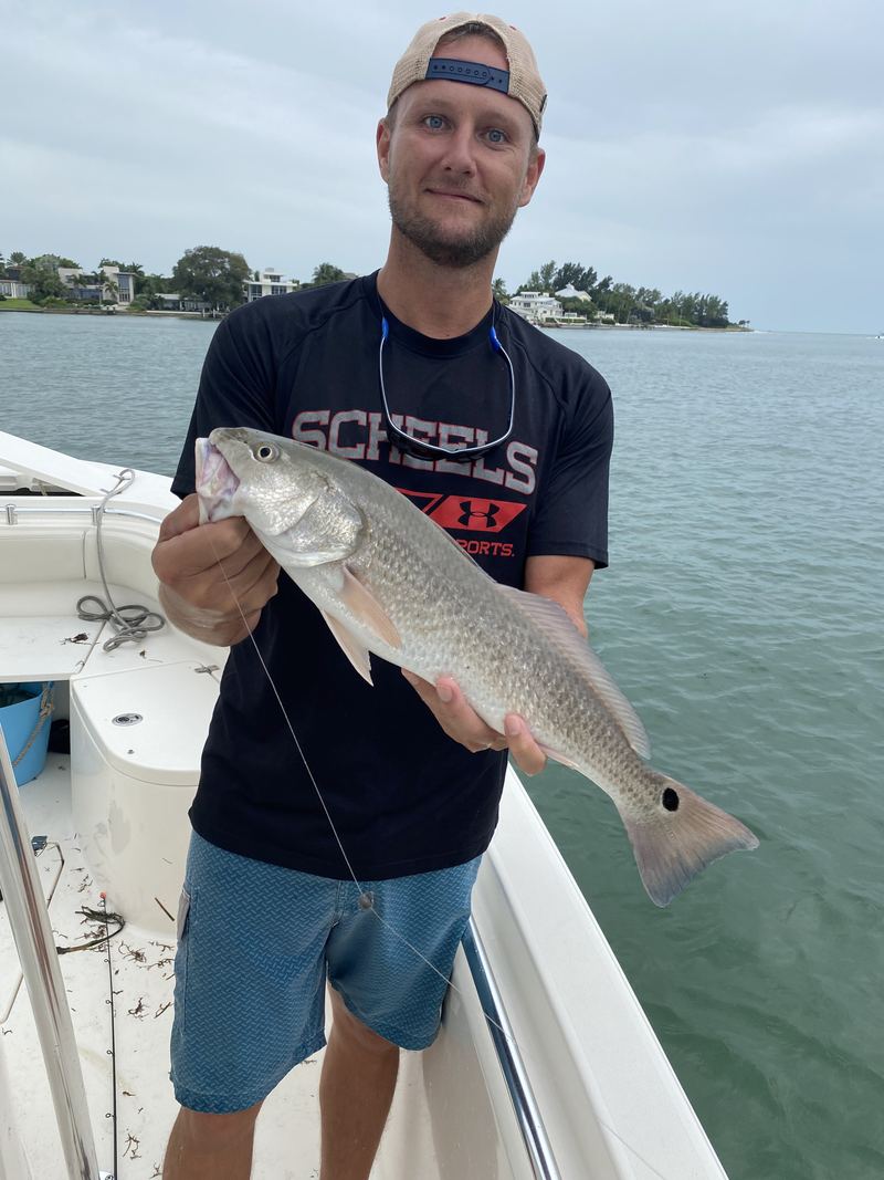 A slot redfish boat-side on a grey winter morning in Sarasota Bay