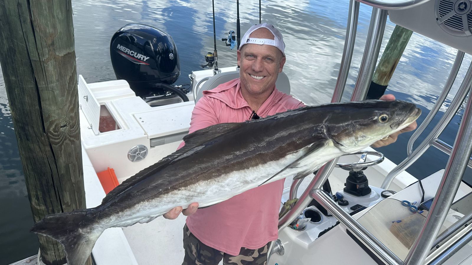 Angler boat-side with a big cobia off Sarasota