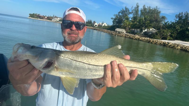 Snook in clear green water, the classic Sarasota sight fishing target