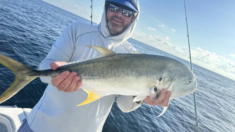 A big Sarasota jack crevalle boated over blue water, yellow tail and pectoral scutes