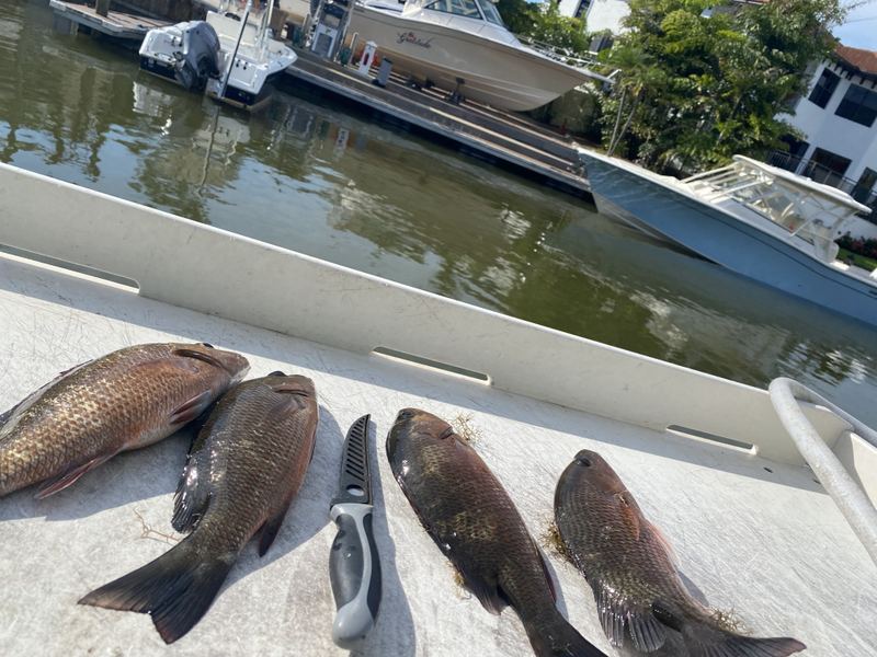Five mangrove snapper laid out on a cleaning table beside a canal, boats on lifts behind