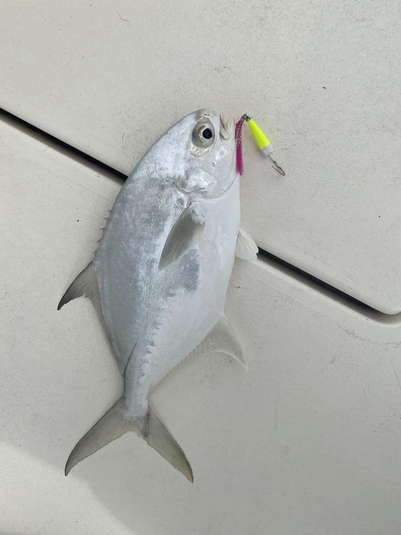 A pompano on a boat deck with a small chartreuse-and-pink jig still in the corner of its mouth