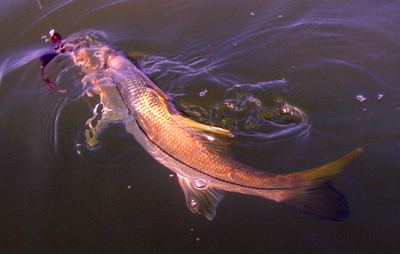 A snook holding over a grass flat in clear water