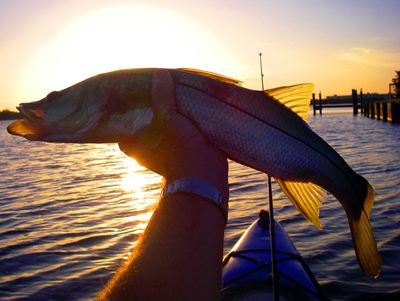 A snook held against a Sarasota Bay sunset