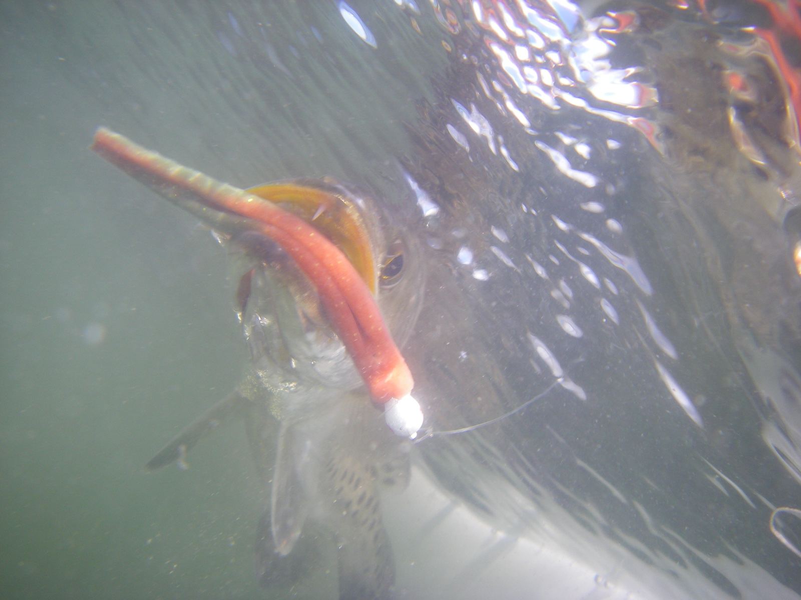 Spotted Seatrout caught on a Sarasota inshore charter