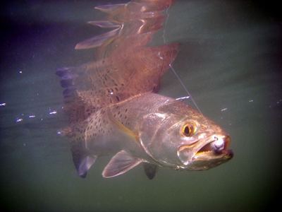 A spotted seatrout underwater, hooked in the corner of the mouth, leader running up toward the surface