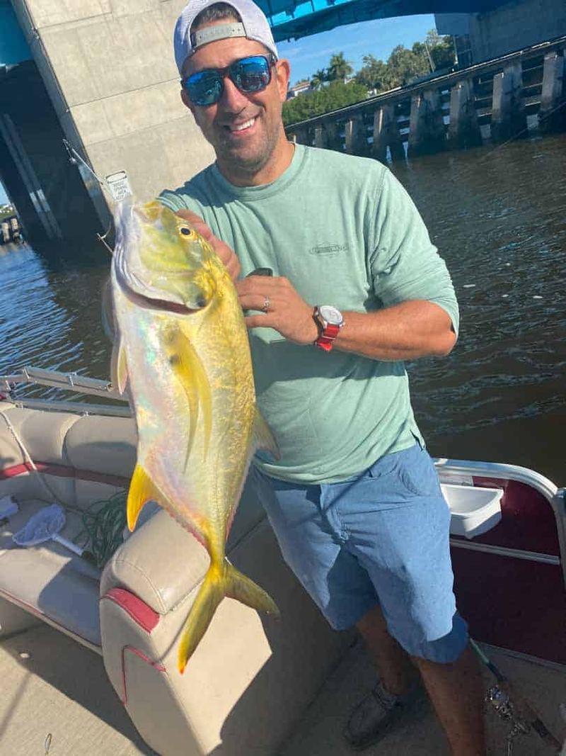 Bull jack crevalle caught at a Sarasota bridge on live bait