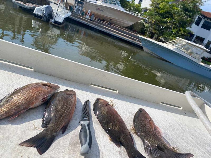 Mangrove Snapper