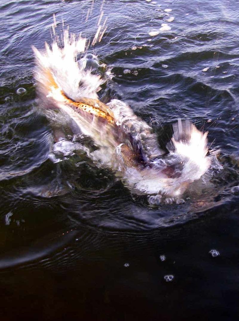 Spotted Seatrout