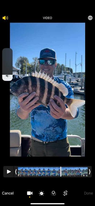 Sheepshead