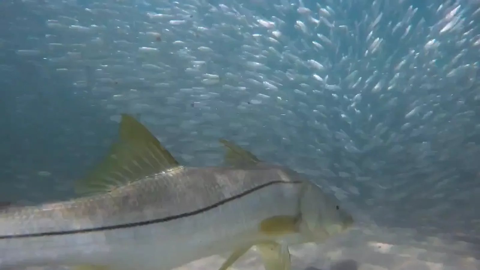 Snook