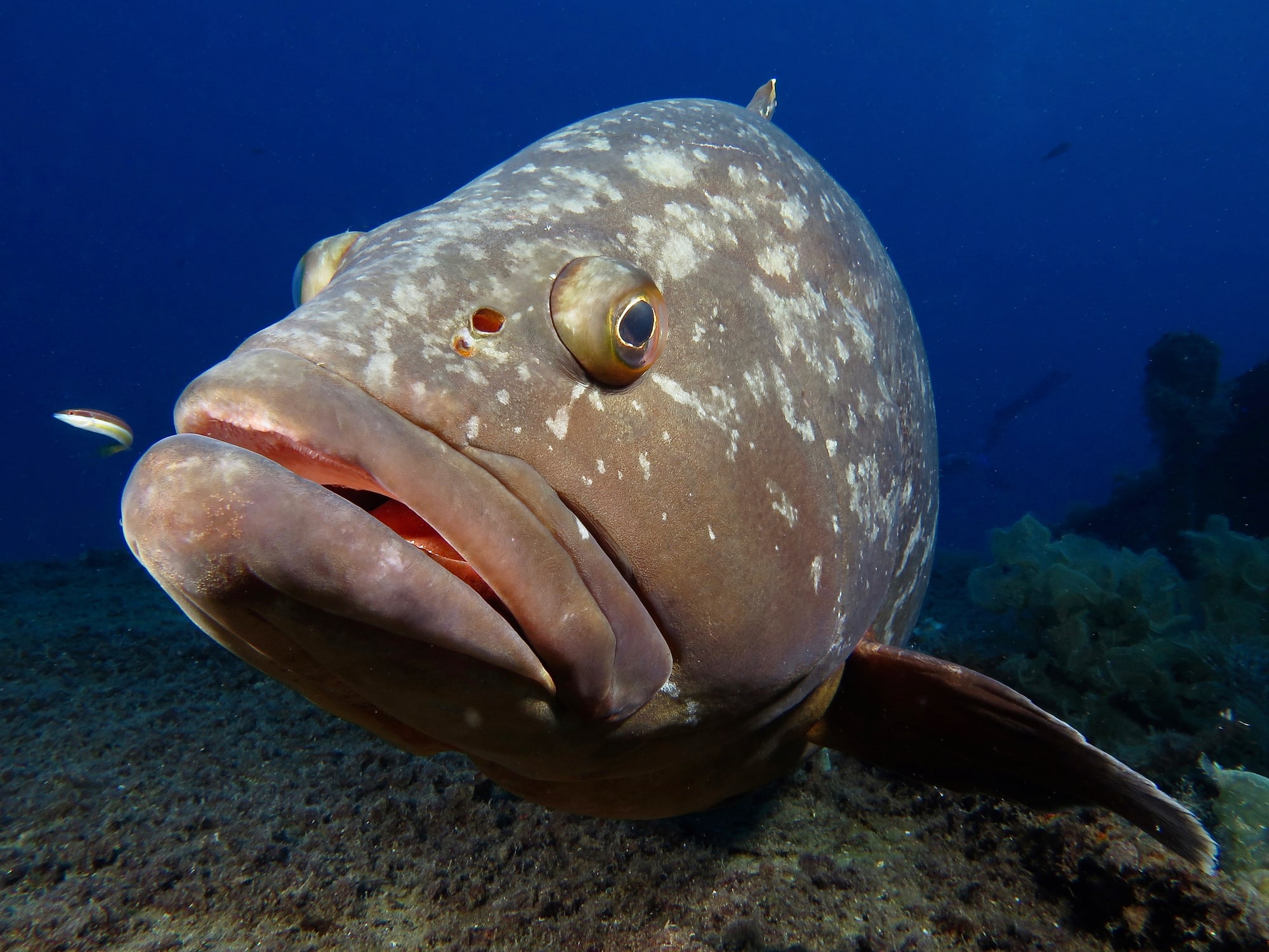 A grouper sitting on the bottom against hard structure — the fish these sites were built to hold.