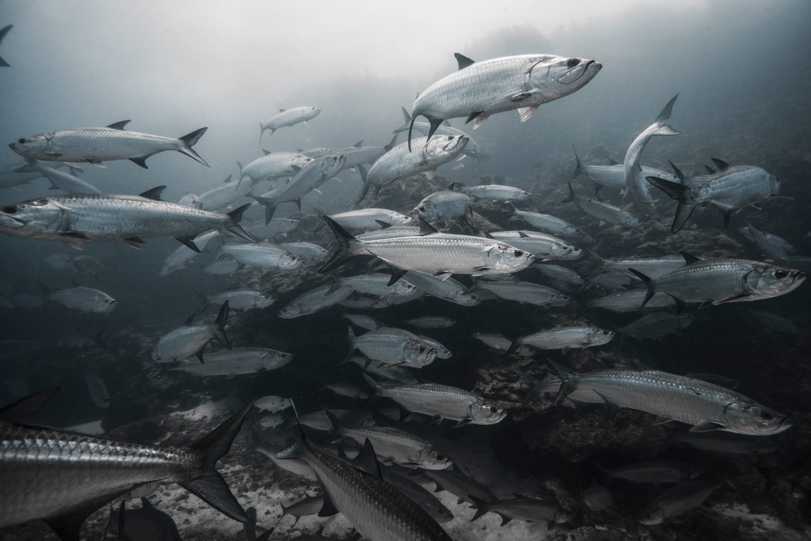 A school of tarpon swimming over open sand and reef in clear blue water