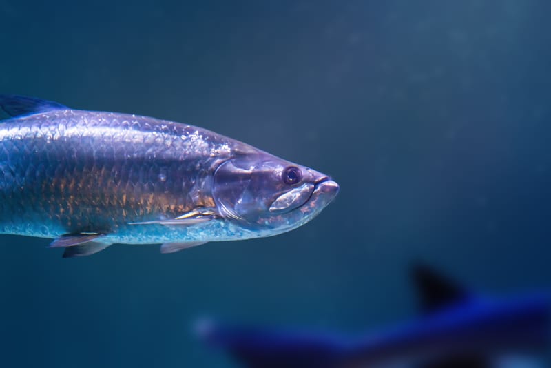 A tarpon swimming off in open blue water