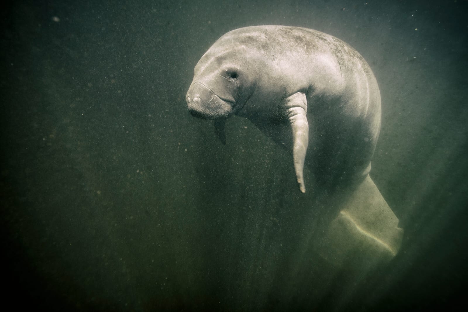 Much of this water is posted manatee slow zone. Idle where marked.