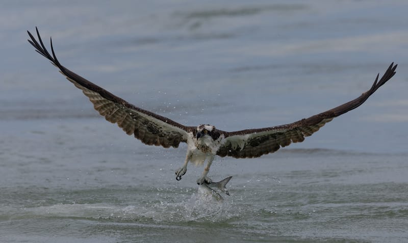 An osprey lifting off the water with a fish in its talons