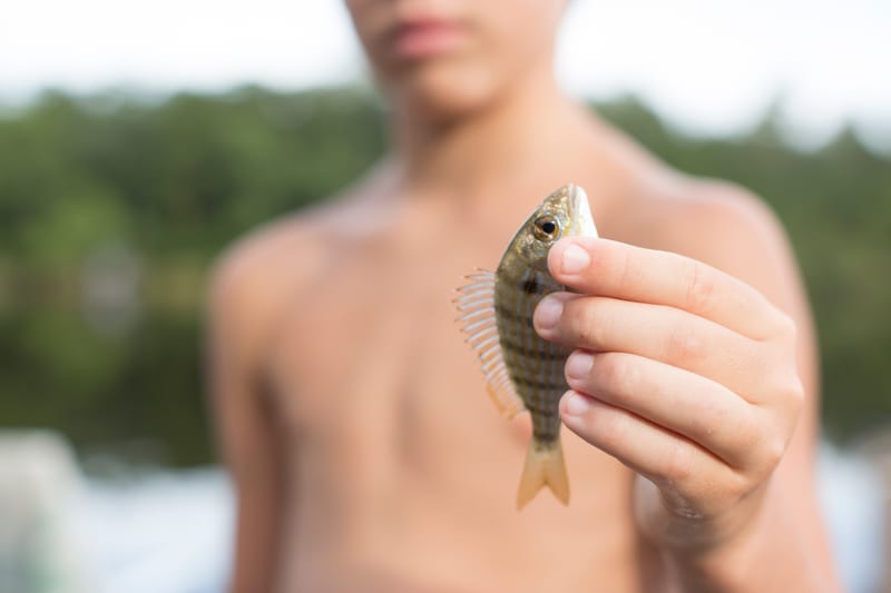 A small pinfish held up between finger and thumb, spiny dorsal raised