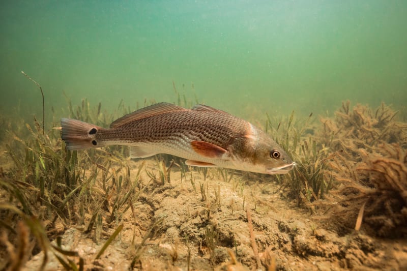 A redfish over the grass in clear Gulf water