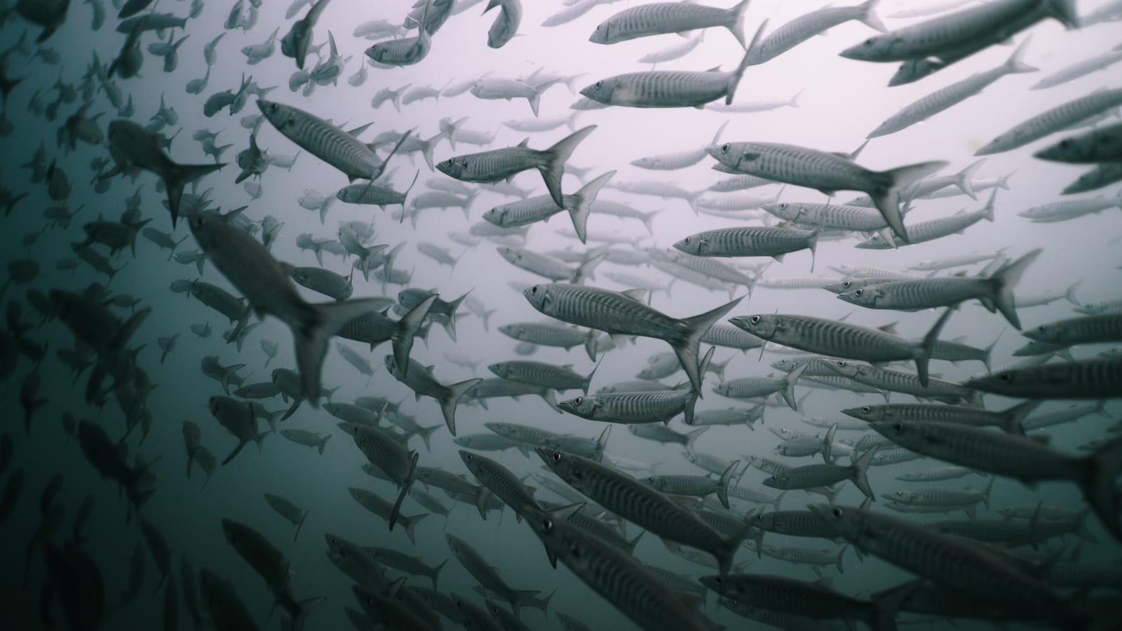 They stack over structure, hang motionless, then strike like lightning.