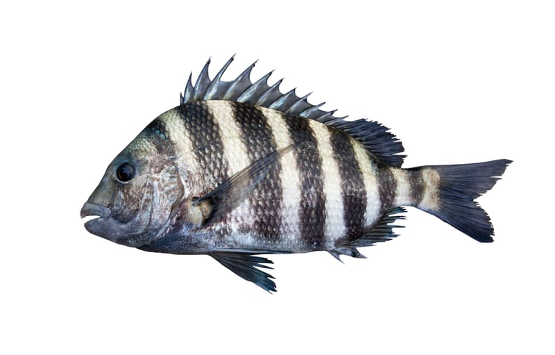 A sheepshead side-on — black vertical bars on a silver body, spined dorsal, small mouth