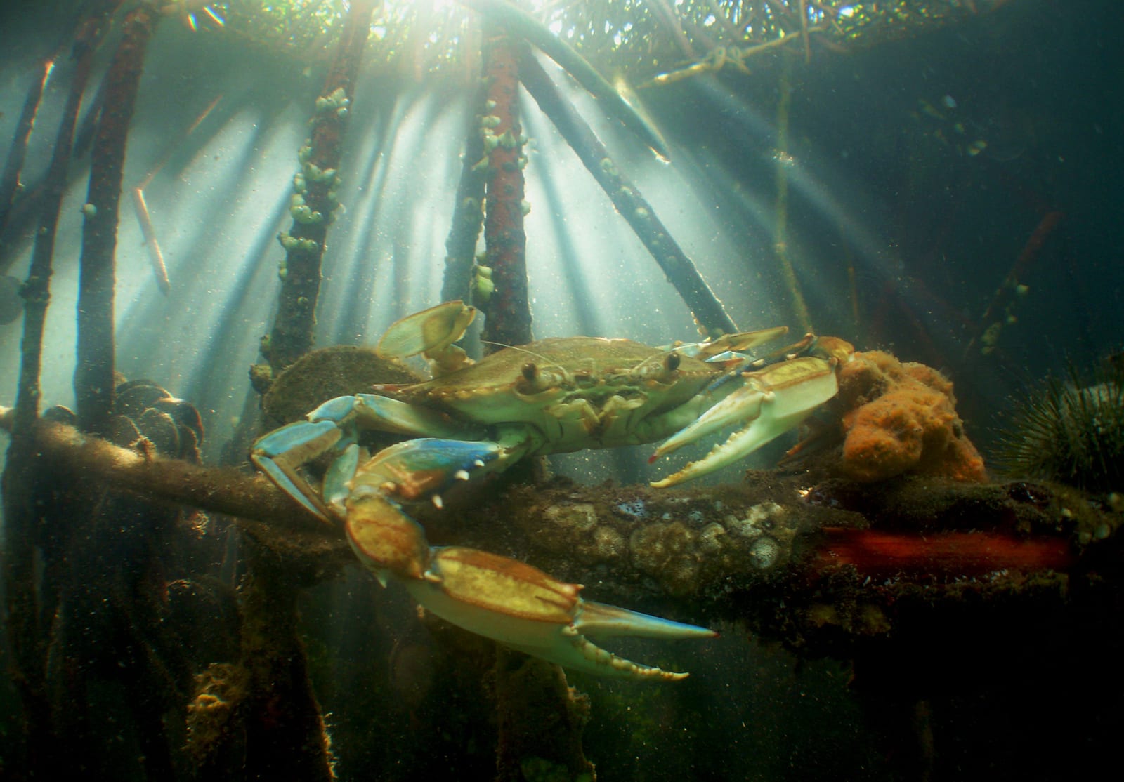 Mangrove edges are snook factories — shade, bait and ambush points.
