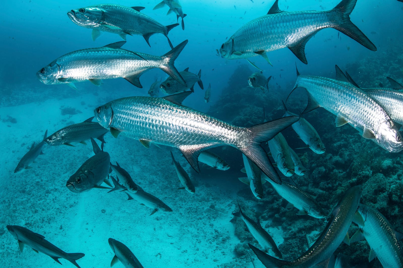 May and June put migrating tarpon in range of a 12-weight.