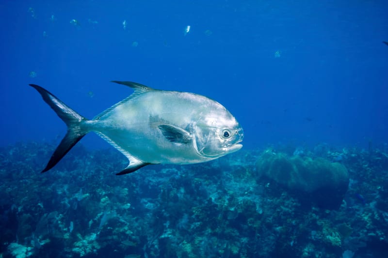 A permit in open water, seen side-on — deep body, black sickle fins