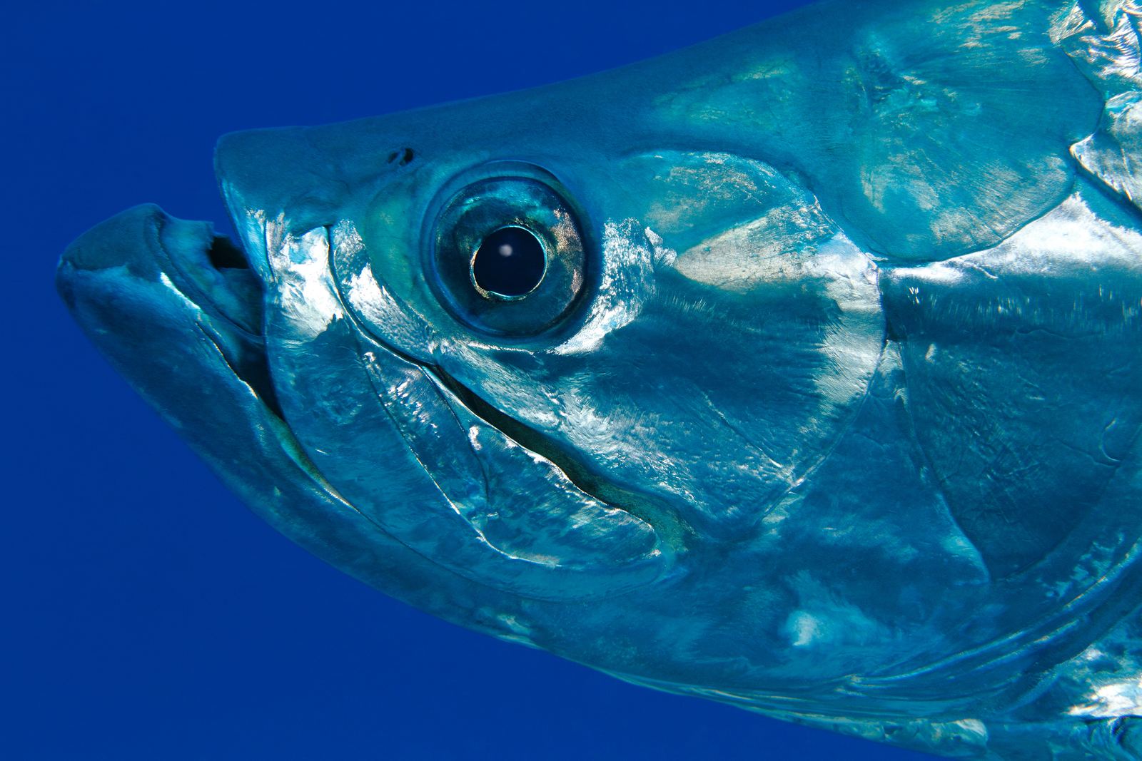 Close-up of a tarpon's eye and silver-plated scales underwater