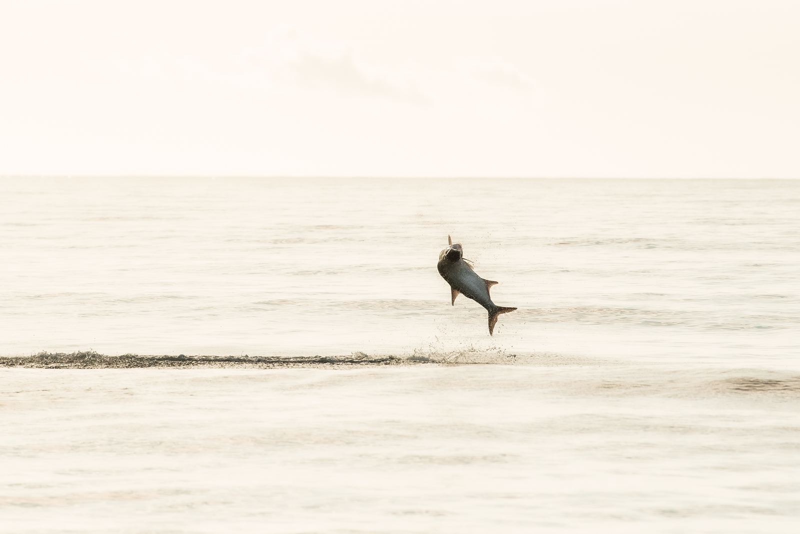A tarpon jumping clear of calm water in flat first-light