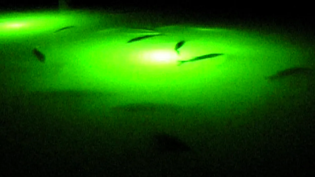 After dark, winter snook stack under the dock lights.