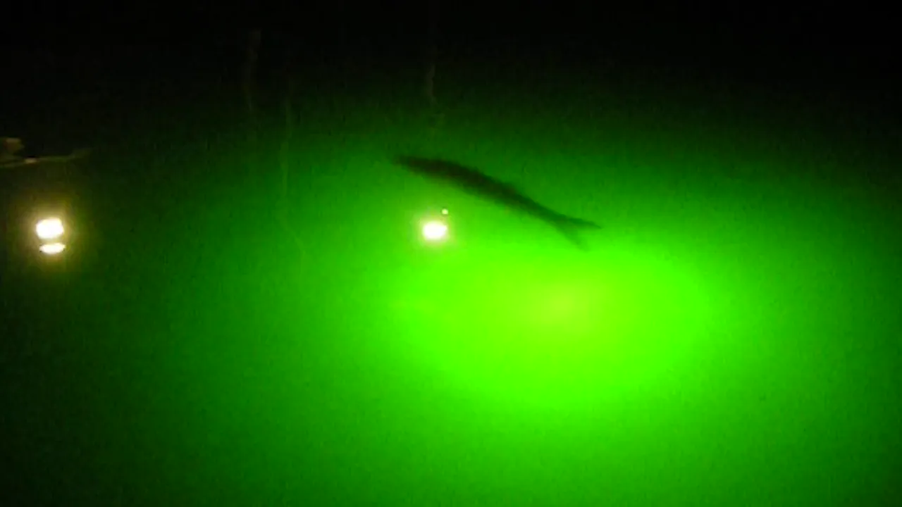Cast up-light, drift the shrimp, and watch it disappear.