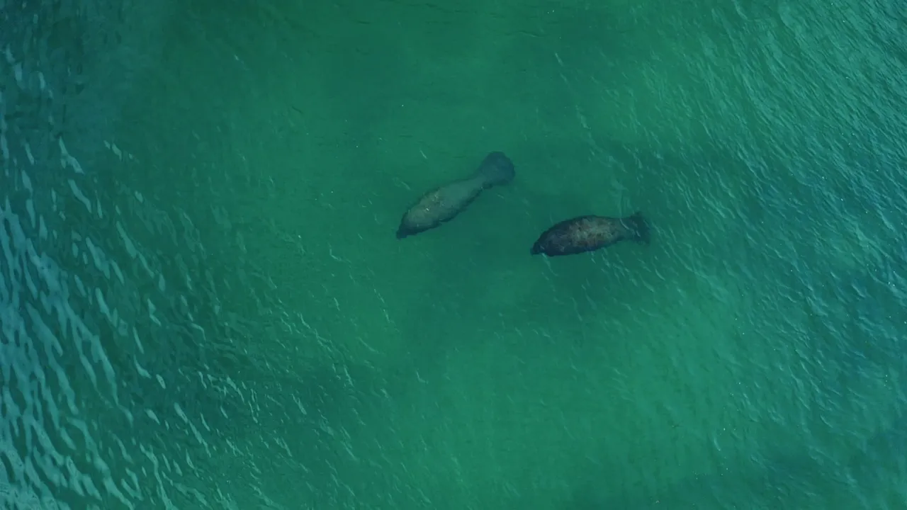 A pair of manatees in clear shallow water; the posted slow-speed zones exist for them.
