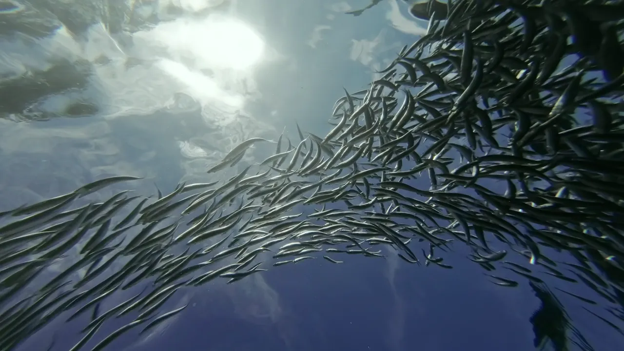 Whitebait carries the program from April through November.